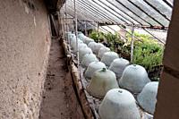 Europe France Chenonceaux : 2019-07 Glass cloche, or bells used as portable miniature greenhouses. They were attached end to end to form a tunnel and ...