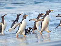 Close to the sea on a beach. Gentoo Penguin (Pygoscelis papua) in the Falkland Islands. South America, Falkland, January.