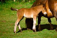 foal and his mother.