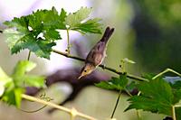 melodious warbler (Hippolais polyglotta) La Rioja, Spain