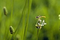 small insect libelula, macro photography, location banyoles, girona, catalonia, spain, .