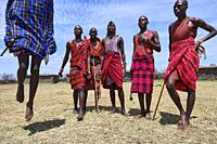 Young Maasai men performing a traditional jumping dance, Masai Mara National Reserve, Kenya.