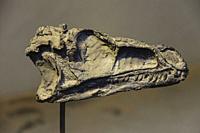 craneo de Eoraptor lunensis, hace 235 millones de anos, Dinosauria, museo de los dinosaurios, sala de la evolucion, Esperaza. departamento del Aude, L...