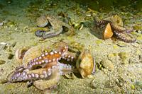 Common octopus (Octopus vulgaris) devouring Brown venus. Smooth callista. Smooth Clam (Callista chione). Eastern Atlantic. Galicia. Spain. Europe.