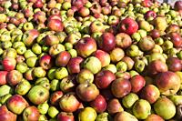 The apple comes from the Tian Shan forests, a boundary zone between China, Kazakhstan and Kyrgyzstan. With the expeditions to America, the apple arriv...