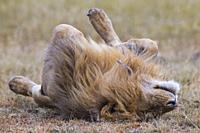 African Lion (Panthera leo), male resting on back, Masai Mara National Reserve, Kenya.
