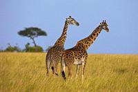 Masai giraffe (Giraffa camelopardalis tippelskirchi), two adults in savanna, Masai Mara National Reserve, Kenya, Africa.