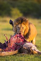 African lion (Panthera leo), male with eland kill, Masai Mara National Reserve, Kenya, Africa.