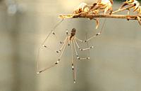 Longbodied cellar spider or skull spider (Pholcus phalangioides) is a cosmopolitan spider.