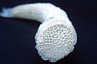 Venus flower basket (Euplectella aspergillum) a sea sponge with silica skeleton.