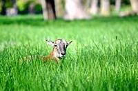 Mouflon Female Ovis Aries Musimon Lying in Grass, Czech Republic
