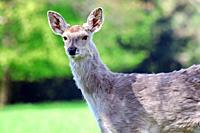 Dybowskii Female Deer Closeup in the Forest, Czech Republic