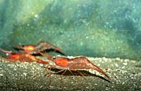 Northern prawn or pink shrimp (Pandalus borealis) is an edible crustacean native to northern Atlantic Ocean.