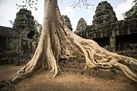 Bayan tree at the entrance of the Banteay Kdei temple in Angkor Wat, Siem Reap, Cambodia.