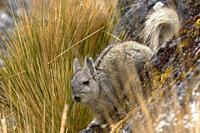 Vizcacha peruana (Lagidium Peruanum) resting and perched on rocks in its natural environment. Huancayo - Perú