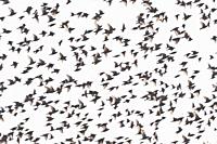 The European starling (Sturnus vulgaris), also known as European starling or common starling, is a species of passerine bird of the Sturnidae family n...