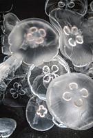 Jellyfish Moon Jelly (Aurelia Aurita).