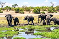 A herd of African Elephants drinking water in a watering hole. Photographed at Chobe National Park Botswana.