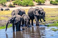 A herd of African Elephants drinking water in a watering hole. Photographed at Chobe National Park Botswana.