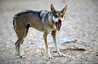 Arabian wolf (aka desert wolf Canis lupus arabs). This wolf is subspecies of gray wolf. Photographed in Israel, Negev desert.
