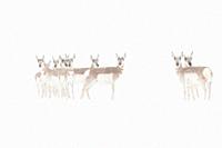 Pronghorns / Gabelboecke / Gabelantilopen ( Antilocapra americana ) in winter, blowing snow, standing together, watching attentively, Yellowstone NP, ...