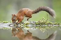 Eurasian Red Squirrel, Sciurus vulgaris, Scotland.