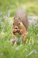 Eurasian Red Squirrel, Sciurus vulgaris, Scotland.