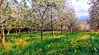 Blooming apple tree in spring time near Nava vilage, Comarca de la Sidra, Asturias, Spain