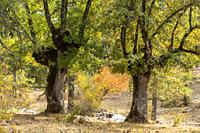 Centennial oaks (Quercus faginea). Dehesa Boyal. Valsalobre. Serranía de Cuenca, Cuenca province, Spain.