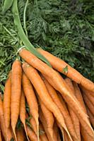 Orange Carrot Vegetable Background on Market Stall.