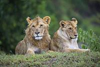 African lion, Panthera Leo, young pair lying, Masai Mara National Reserve, Kenya, Africa.