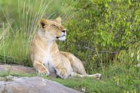 African lion, Panthera Leo, female, Masai Mara National Reserve, Kenya, Africa.