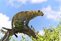 Leopard, Panthera pardus, on tree, Masai Mara National Reserve, Kenya, Africa.