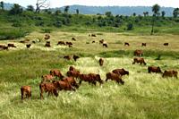Cows and bulls are grazing on a lush grass field.