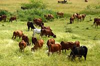 Cows and bulls are grazing on a lush grass field.