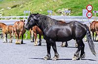 In the Pyrenees it is common to find loose horses, in this case a black horse of Hispanic-Breton breed.