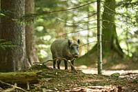 Wild boar (Sus scrofa) in a forest in summer, Bavarian Forest National Park, Bavaria, Germany, Europe.