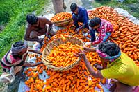 Bangladesh â. “ January 24, 2020: Farmers are putting in cleaned carrots in a bamboo basket to for dry at Savar, Dhaka, Bangladesh.