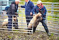 Sheep handlers farmers holding sheep during judging at North Harris Agricultural Show, Tarbert, Isle of Harris, Outer Hebrides, Scotland