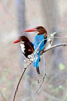 White-Throated Kingfisher (Halcyon smyrnensis smyrnensis), Alcedinidae Family, Coraciiformes Order, Ranthambhore National Park, Rajasthan.