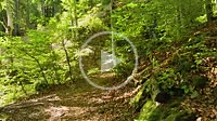 walk on a small path through the forest towards the waterfall Fahl, region of the mountain Feldberg in Black Forest of Germany, village Fahl in the co...