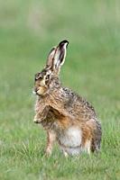 Brown Hare / European Hare / Feldhase ( Lepus europaeus ), sitting in grass, showing its front paw, giving paw, looks funny, wildlife, Europe.
