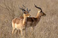 Impala, Aepyceros melampus at Kruger National Park, South Africa.