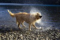 San Carlos of Bariloche, Rio Negro, Argentina. August 24 2018: Golden Retriever shaking to dry after getting into the water, Gutierrez Lake, Bariloche...