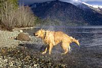 San Carlos of Bariloche, Rio Negro, Argentina. August 24 2018: Golden Retriever shaking to dry after getting into the water, Gutierrez Lake, Bariloche...
