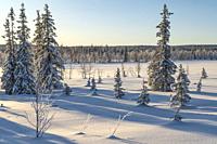 Winter landscape with clear blue sky and sunshine, snow on the trees, Gällivare county, Swedish Lapland, Sweden.