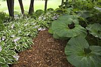 Cedar mulch path bordered by Petasites - Butterbur and mauve flowering Hosta plants in front yard garden in summer.