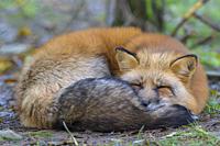 Red Fox, Vulpes vulpes.