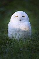 Snowy Owl, Bubo scandiacus.