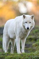 Arctic Wolf, Polar Wolf, Canis lupus arctos.